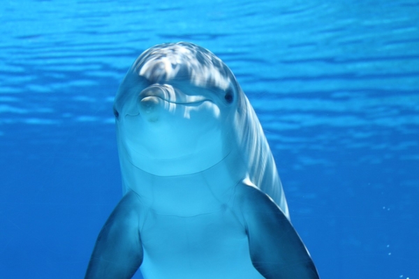 Delfin Energie-Paket