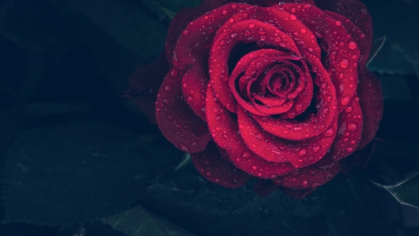Healing Rose Reiki - Heilende Rose Reiki